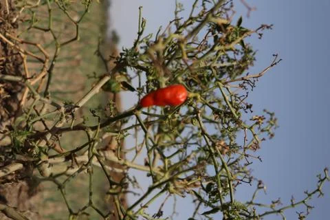 Red chilly Stock Photos