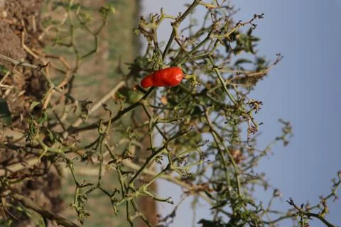 Red chilly Stock Photos