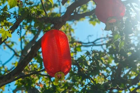 Red chinese lantern hanging from tree branches against blue sky during outd.. Stock Photos