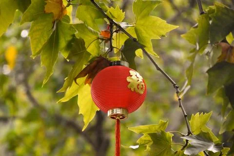 A Red, Chinese Lantern Hangs from a Tree at Longmen Grottoes in Luoyang 写真素材