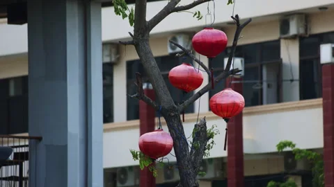 Red chinese lanterns hanging from tree branches Stock Footage 336563444
