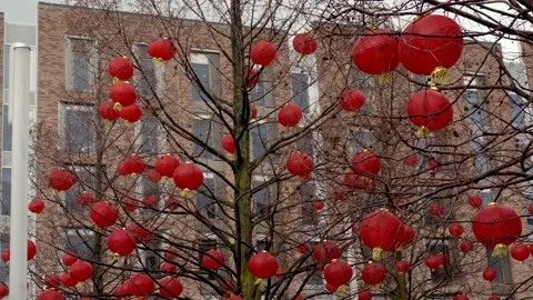 Red Chinese Lanterns suspended in a tree in Liverpool, UK .. Vidéo 329329891