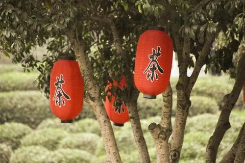 Red Chinese Lanterns in a Tree Stock-Fotos