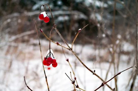 Red Chokeberry Stock-Fotos