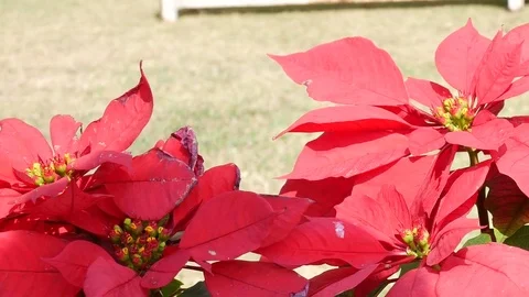 Red of chrismas flowers. Stock Footage 83511716