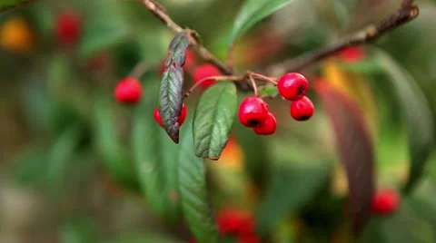 Red christmas berries in tree Stock Footage 45159710
