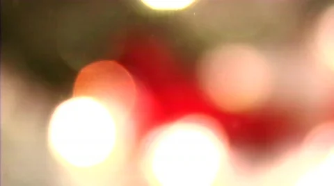 Red Christmas Bird Stock Footage 291069