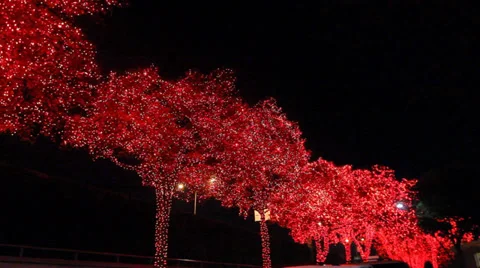 Red Christmas Lights on Trees Stock Footage 33038800