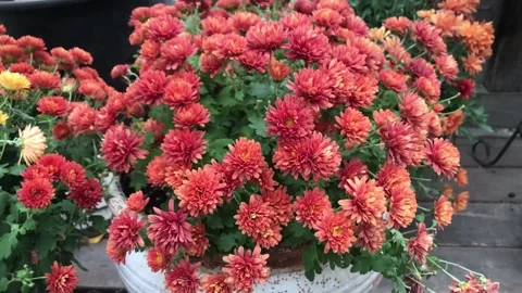 Red chrysanthemmums Stock Footage 221329956