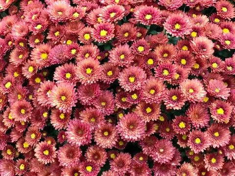 Red chrysanthemum background Stock Photos