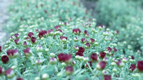 Red chrysanthemum buds close up Stock Footage 317617321