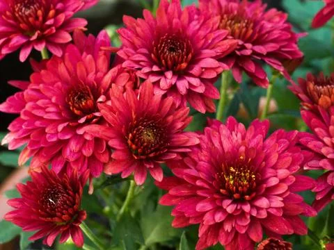 Red Chrysanthemum Daisy Close-up Shot Stock Photos