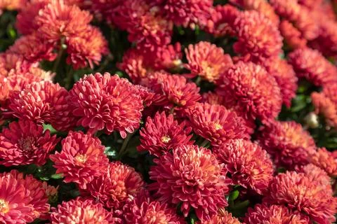 Red chrysanthemum flowers background, full frame. Stock Photos