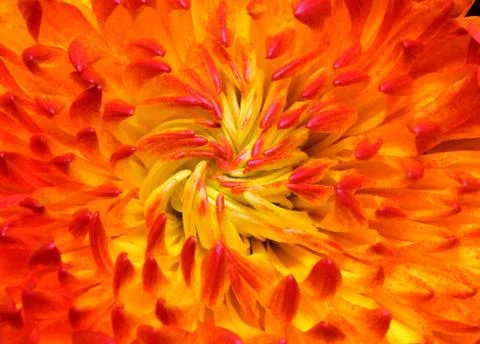 Red chrysanthemum Stock Photos