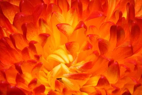 Red chrysanthemum Stock Photos