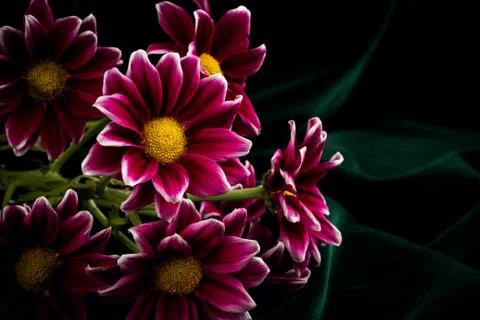 Red chrysanthemum Stock Photos