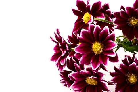 Red chrysanthemum Stock Photos