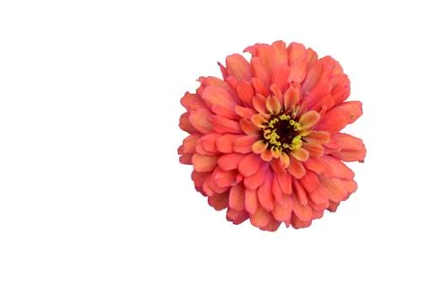 Red chrysanthemum Stock Photos