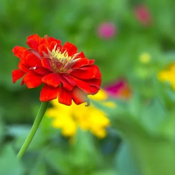 Red chrysanthemum Stock Photos