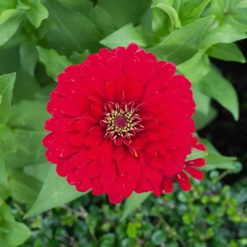 Red chrysanthemum Stock Photos