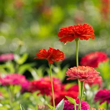 Red chrysanthemum Foto stock