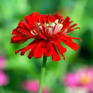 Red chrysanthemum Foto stock