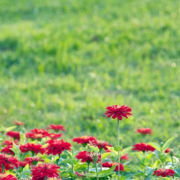Red chrysanthemum Stock Photos