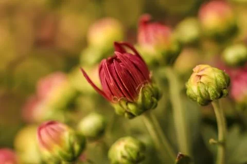 Red Chrysanthemum . Stock Photos