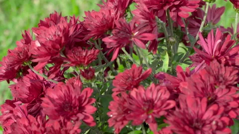 Red chrysanthemums close up 스톡 동영상 158007627