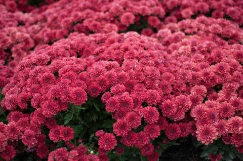 Red chrysanthemums Stock Photos