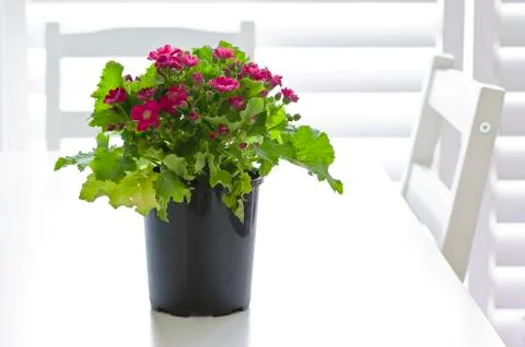 Red cineraria Stock Photos