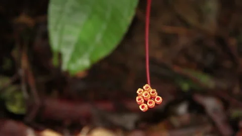 Red Circle Forest Flower 2, Schwaner Muller Mountains, Borneo Stock Footage 142853604