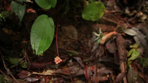 Red Circle Forest Flower, Schwaner Muller Mountains, Borneo Stock Footage 142853579