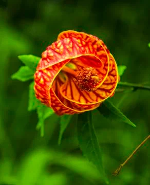 Red circular flower. Stock Photos