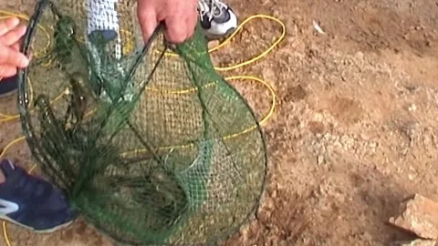 Red Claw Catching Stock Footage 246455705