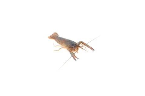 Red claw Crayfish on isolated Stock Photos
