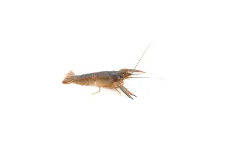 Red claw Crayfish on isolated Foto stock
