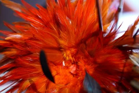 Red cleaning feather duster Stock Photos