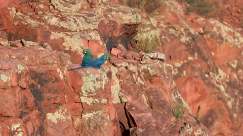 Red cliff perched Endangered Lears Indigo Macaw parrot bird nesting cliff in Stock Footage 326030076