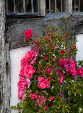 Red climbing rose Stock Photos