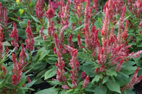 Red Clockscomb tree. Stock Photos