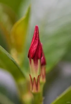 Red closed flower Stock Photos