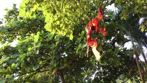 Red cloth swaying in the wind on the tree Stock Footage 71763231