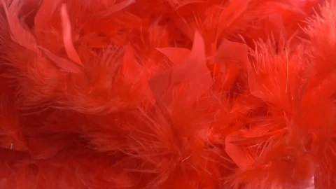 Red cloud of feathers. close-up macro. Selective focus, blurred focus Stock Footage 95288361