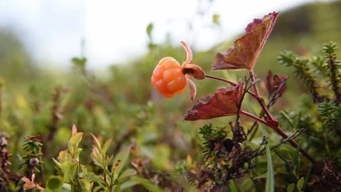 Red cloudberry on a background of green leaves Stock Footage 154907103