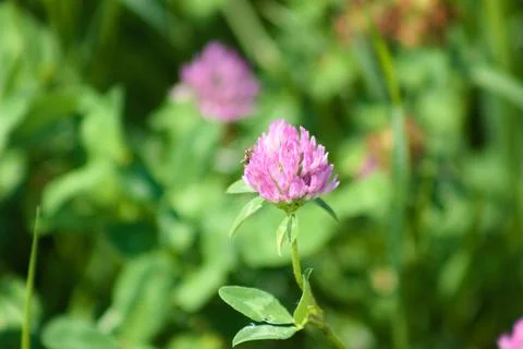 Red clover in bloom closeup view with green blurred plants on background Stock Photos