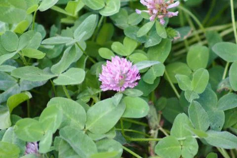 Red clover in bloom closeup view with selective focus on foreground Stock Photos