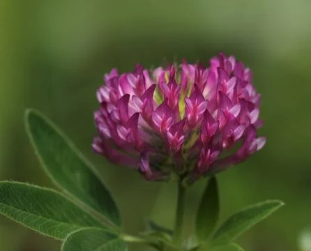 Red clover close-up Stock Photos