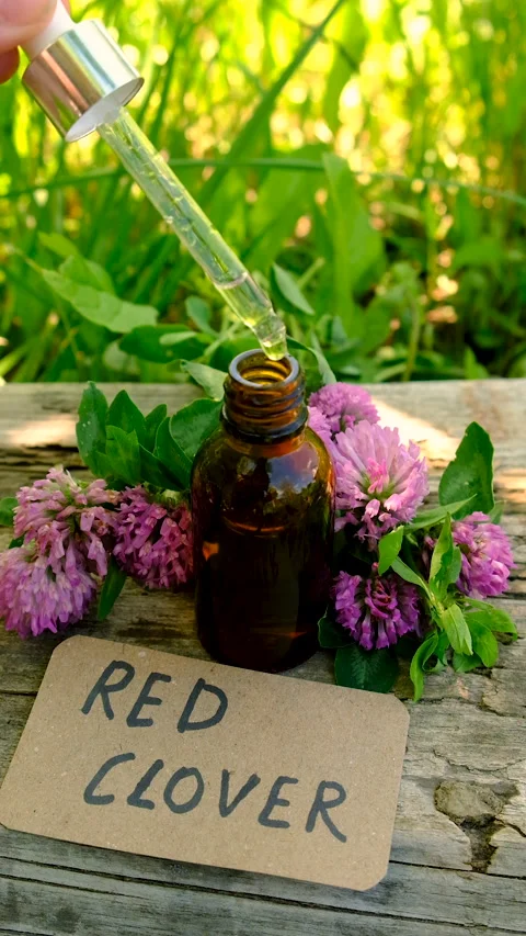 Red Clover Extract and Supplements. Selective Focus. Stock Footage 312635027