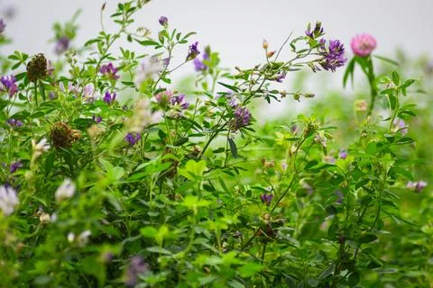 Red clover in a field Stock Photos